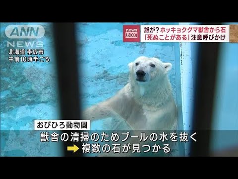 ホッキョクグマ獣舎から石　誰が？「死ぬことがある」注意呼びかけ(2023年9月14日)