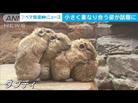 “きなこもち”みたい…小動物「グンディ」の重なり合う姿がキュートと話題(2023年9月15日)