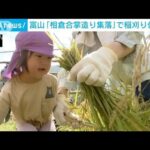 世界遺産「相倉合掌造り集落」で稲刈り体験会　富山(2023年9月16日)