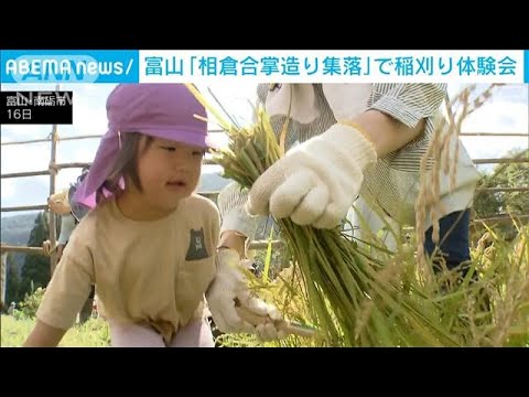 世界遺産「相倉合掌造り集落」で稲刈り体験会　富山(2023年9月16日)