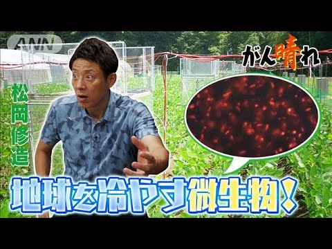 世界初の温暖化対策 地球冷却微生物【松岡修造のみんながん晴れ】(2023年9月17日)