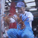 和歌山・串本町の田原漁港でイセエビ漁が解禁　来年４月末まで