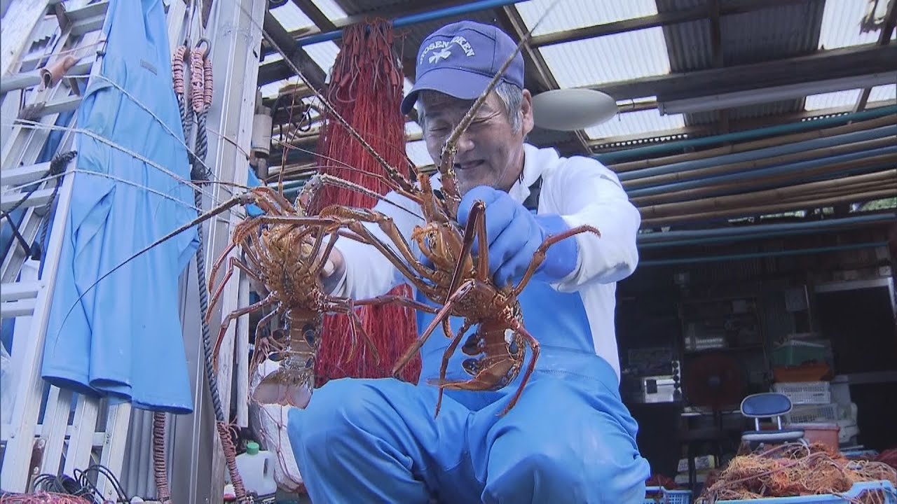 和歌山・串本町の田原漁港でイセエビ漁が解禁　来年４月末まで