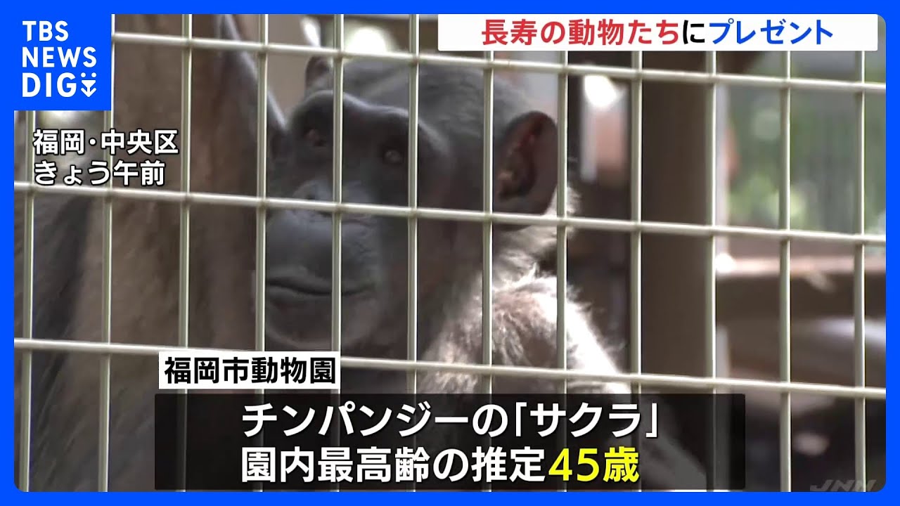「敬老の日」で動物園の長寿動物たちにもプレゼント｜TBS&nbsp;NEWS&nbsp;DIG