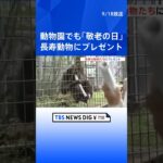 「敬老の日」で動物園の長寿動物たちにもプレゼント   | TBS NEWS DIG #shorts