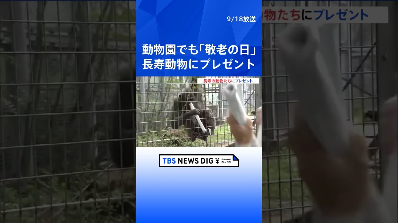「敬老の日」で動物園の長寿動物たちにもプレゼント   | TBS NEWS DIG #shorts