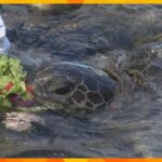 国内最高齢のアオウミガメにお祝い　花束に見立てた野菜をプレゼント！「元気に還暦の６０才を迎えて」