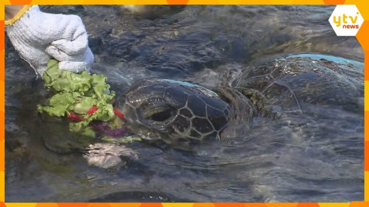 国内最高齢のアオウミガメにお祝い　花束に見立てた野菜をプレゼント！「元気に還暦の６０才を迎えて」