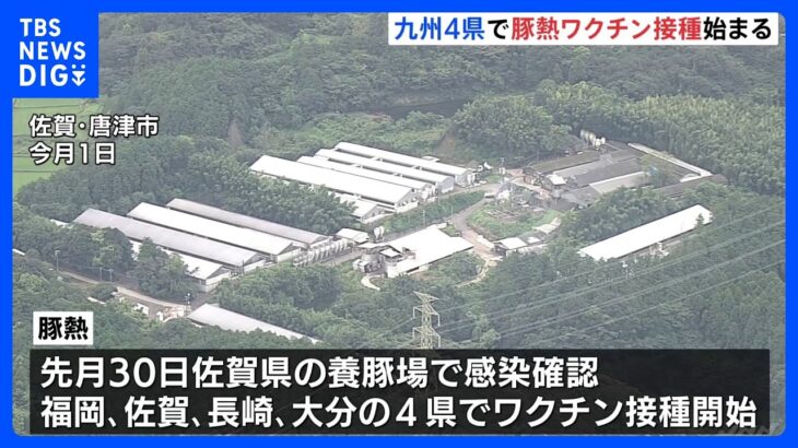 福岡・佐賀・長崎・大分の豚熱ワクチン接種始まる　4県の50万頭が対象｜TBS NEWS DIG