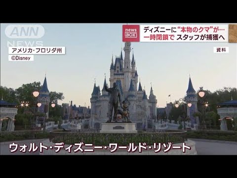 ディズニーに“本物のクマ”が… 　一時閉鎖でスタッフが捕獲へ(2023年9月19日)