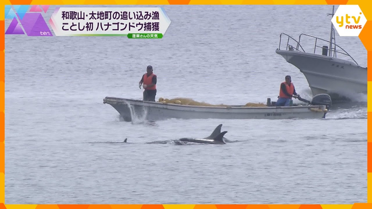 今年初　追い込み漁でハナゴンドウ１１頭を捕獲　沖合約１２キロで群れを発見　　和歌山・太地町