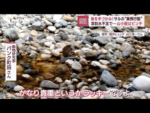 深刻な水不足…北アルプスの山小屋がピンチ　魚を手づかみ！サルの“異例行動”(2023年9月21日)