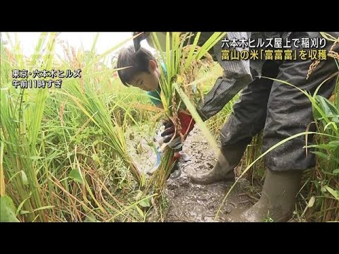 六本木ヒルズ屋上で稲刈り　富山の米「富富富」を収穫(2023年9月23日)