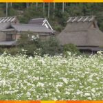【映像】可憐な白い花が一面に～秋の訪れ告げるソバの花が見ごろ　＂かやぶきの里”京都・南丹市