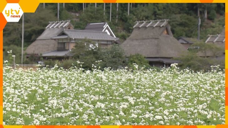 【映像】可憐な白い花が一面に～秋の訪れ告げるソバの花が見ごろ　＂かやぶきの里”京都・南丹市