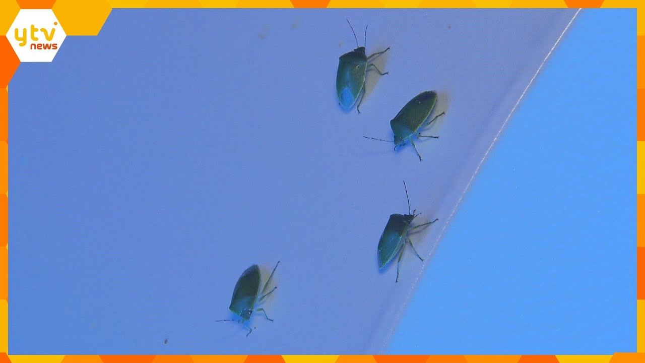 悪臭放つカメムシが大量発生！洗濯物や家に侵入も…専門家「気温が高いと活発に」被害防ぐ方法は？