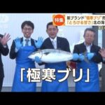 ブリ「食べる文化ない」北海道で大漁…“極寒ブリ”ブランド化へ　北の海異変サケ激減【もっと知りたい！】(2023年9月27日)