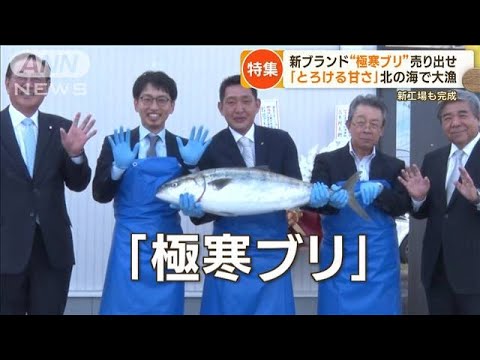 ブリ「食べる文化ない」北海道で大漁…“極寒ブリ”ブランド化へ　北の海異変サケ激減【もっと知りたい！】(2023年9月27日)