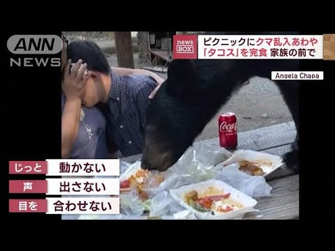 ピクニックにクマ乱入あわや　家族の前で…「タコス」完食(2023年9月27日)