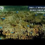 サンゴ移植に課題も…辺野古埋め立てめぐり沖縄知事「承認困難」政府は“代執行”検討(2023年9月27日)