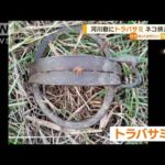 「本当に怖い」“トラバサミ”にネコ挟まれる…荒川河川敷に狩猟用罠　行政が注意喚起【知っておきたい！】(2023年9月28日)