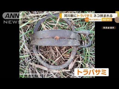 「本当に怖い」“トラバサミ”にネコ挟まれる…荒川河川敷に狩猟用罠　行政が注意喚起【知っておきたい！】(2023年9月28日)