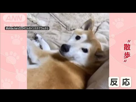 「散歩」言葉だけ即反応する柴犬　「歯磨き」呼び掛けには…「無視だワン！」　なぜ？(2023年9月28日)