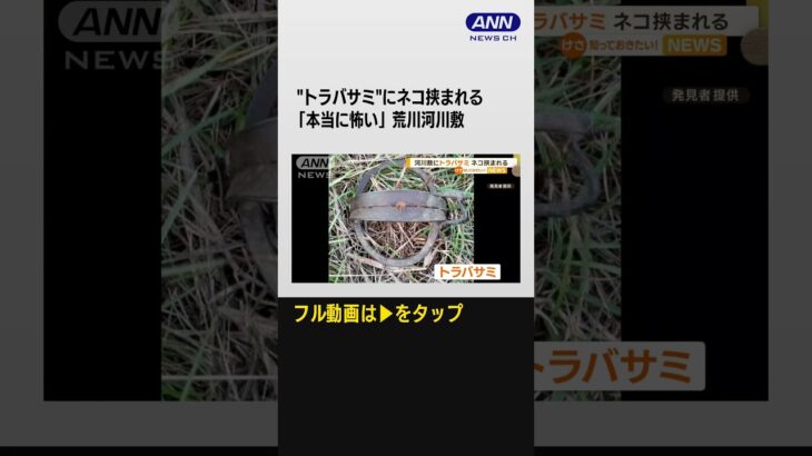 「本当に怖い」“トラバサミ”にネコ挟まれる…荒川河川敷に狩猟用罠　行政が注意喚起 #shorts