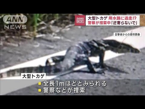 大型トカゲ用水路に逃走！？　警察が捜索中「近寄らないで」(2023年9月29日)