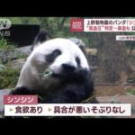 上野動物園のパンダ「シンシン」公開休止　“高血圧”判定…鼻血も(2023年9月29日)