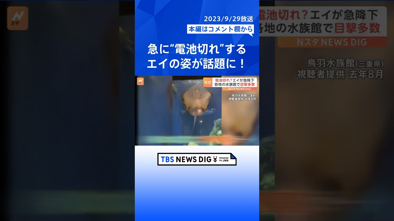 「こんな急に“電池切れ”するんですね」突然動きが止まり急降下するエイの姿が話題に!#shorts