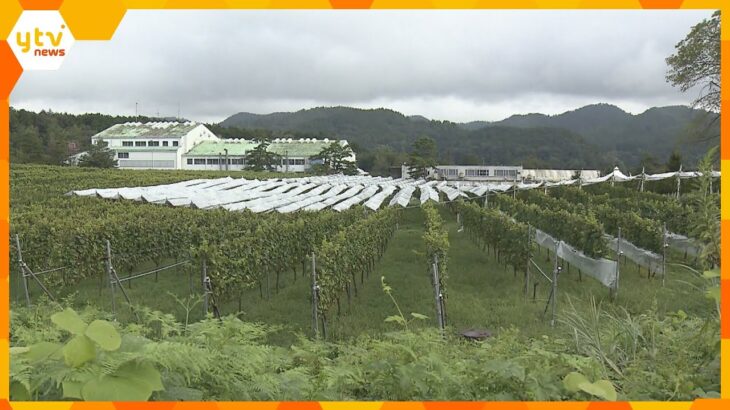 【映像】特産のワインの仕込み最盛期「今年は天気良く収穫量多く、糖度上がり質良いぶどう」京丹波町