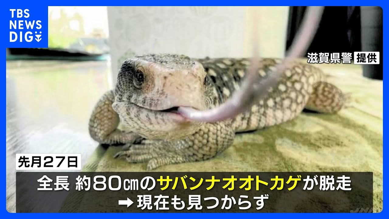 全長80センチ「サバンナオオトカゲ」が逃げ出す　部屋で“放し飼い”　飼い主を軽犯罪法違反容疑で書類送検｜TBS&nbsp;NEWS&nbsp;DIG