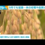 9月でも猛暑…米の収穫や品質に影響(2023年9月21日)
