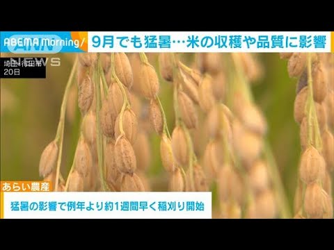 9月でも猛暑…米の収穫や品質に影響(2023年9月21日)