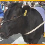 世界農業遺産の但馬牛をPR「世界の但馬牛まつり」開催　通常より3割ほど安く販売も　兵庫・新温泉町