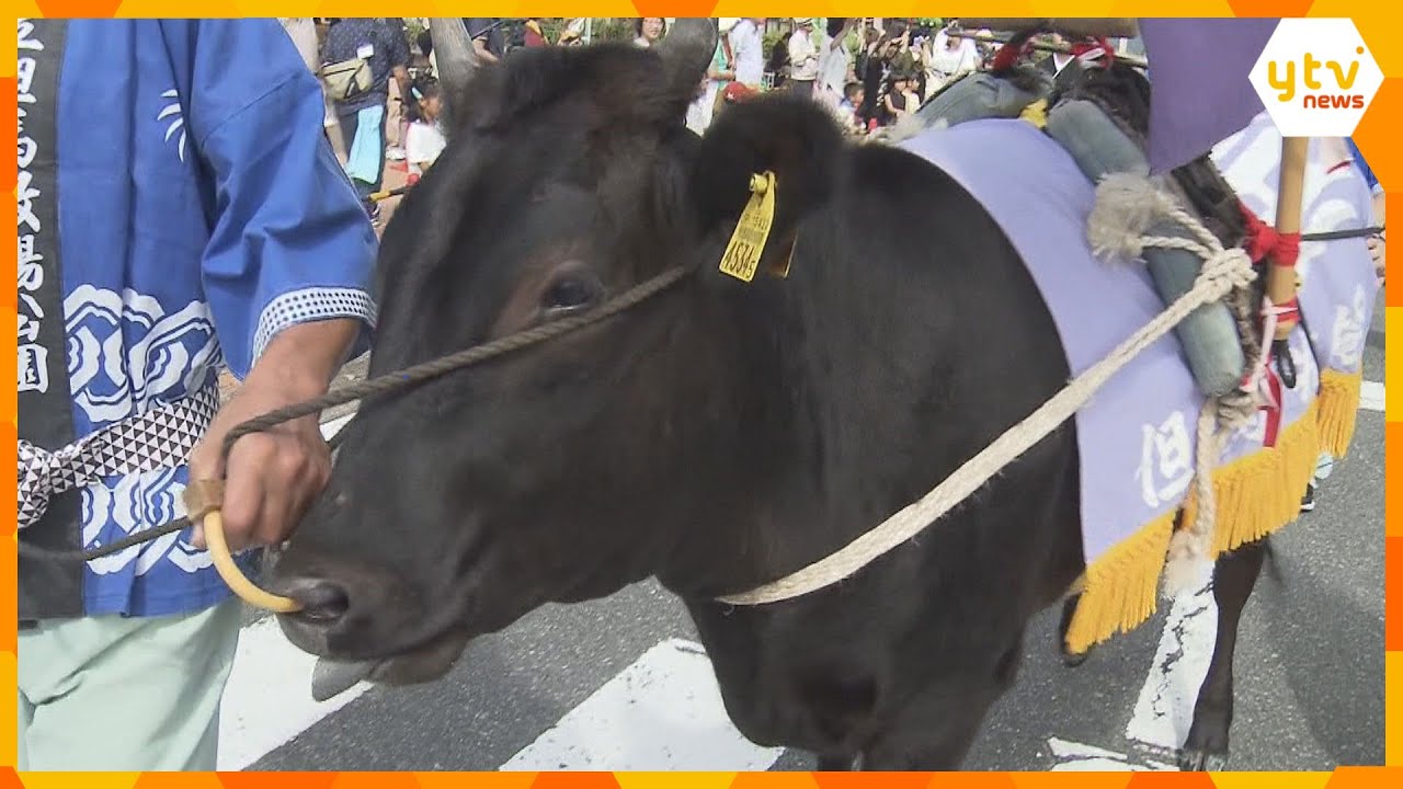 世界農業遺産の但馬牛をPR「世界の但馬牛まつり」開催　通常より3割ほど安く販売も　兵庫・新温泉町
