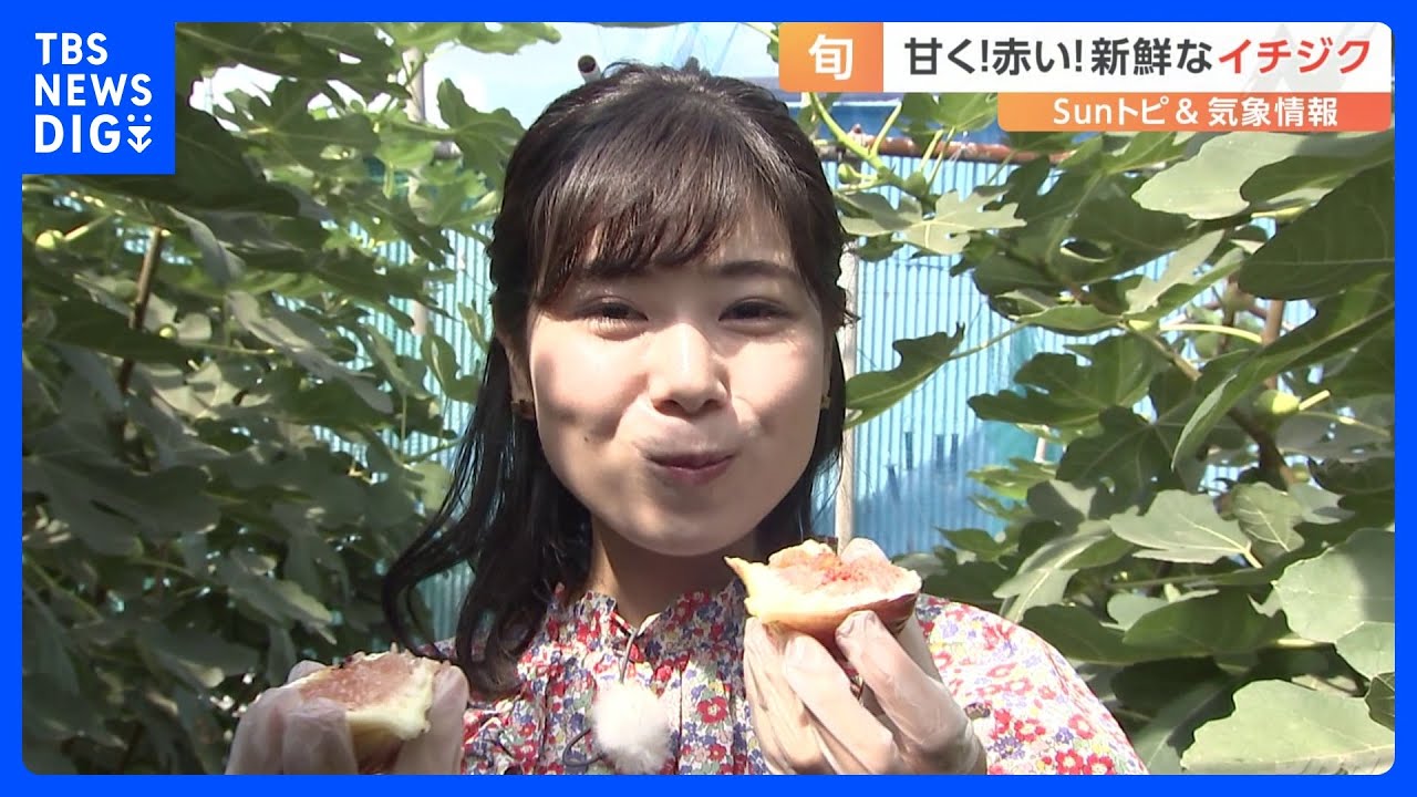プチプチ食感！イチジクの魅力【SUNトピ】｜TBS&nbsp;NEWS&nbsp;DIG