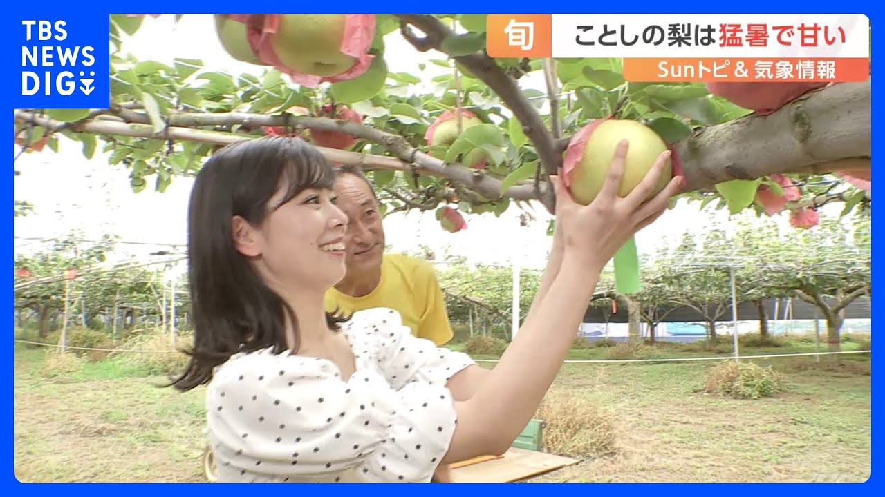 ことしの梨は猛暑で甘い！？【SUNトピ】｜TBS&nbsp;NEWS&nbsp;DIG