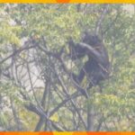 チンパンジー1頭が飼育エリアから逃げ出し木の上に　天王寺動物園　捕まえようとした男性獣医師がケガ