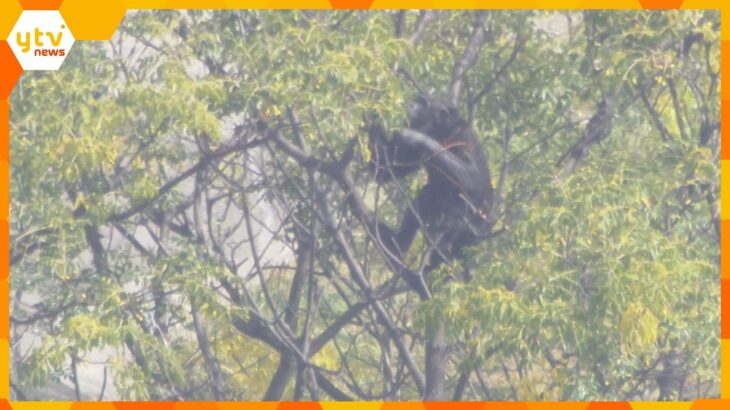 チンパンジー1頭が飼育エリアから逃げ出し木の上に　天王寺動物園　捕まえようとした男性獣医師がケガ