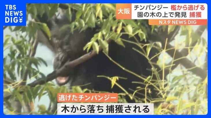 チンパンジー1頭が脱走 職員が麻酔銃を撃ち 眠らされた後、捕獲　天王寺動物園　大阪｜TBS NEWS DIG