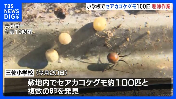 小学校にセアカゴケグモ100匹と複数の卵　駆除作業が開始　大分市｜TBS NEWS DIG