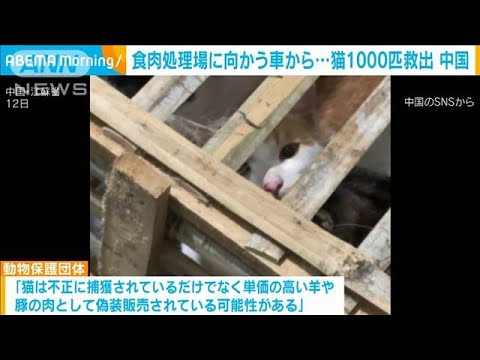 食肉処理場に向かう車から…猫1000匹救出　偽装販売目的か　中国(2023年10月26日)