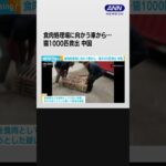 食肉処理場に向かう車から…猫1000匹救出　偽装販売目的か　中国(2023年10月26日) #shorts