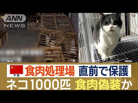 “ネコ1000匹”食肉処理場直前で…中国警察が保護　ネコ肉売買の裏に“食肉偽装”か(2023年10月27日)