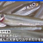 箱根・芦ノ湖のワカサギ漁が10月1日に解禁　来年3月までに水揚げ量約3トンを見込む｜TBS NEWS DIG