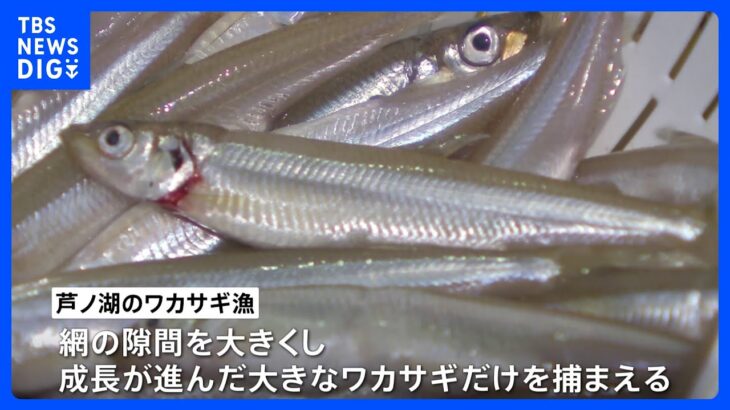 箱根・芦ノ湖のワカサギ漁が10月1日に解禁　来年3月までに水揚げ量約3トンを見込む｜TBS NEWS DIG