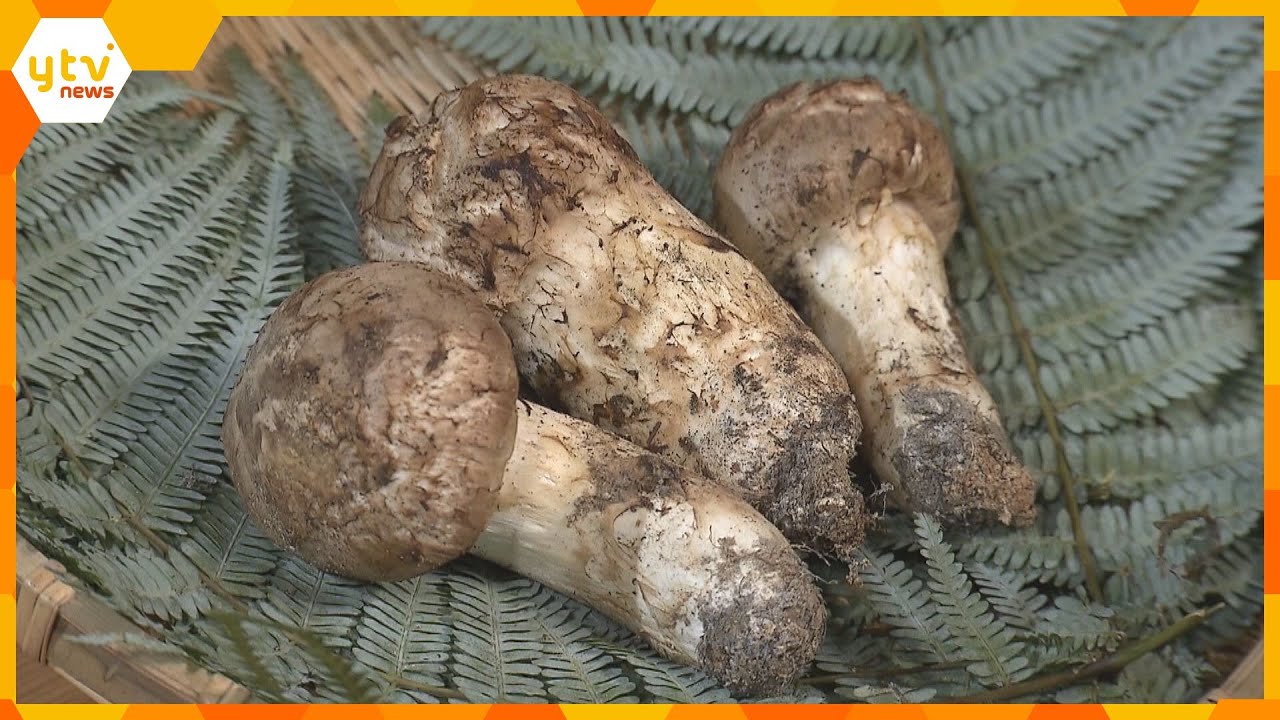 秋の味覚「マツタケ」初競り　約10センチの3本合計200グラムが…93万円で落札！　丹波篠山市