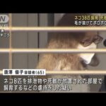 10畳の部屋に38匹飼育　ネコ虐待“多頭飼育崩壊”か　女を逮捕　川崎市(2023年10月19日)